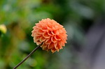 dahlia pompon, salmon, orange
