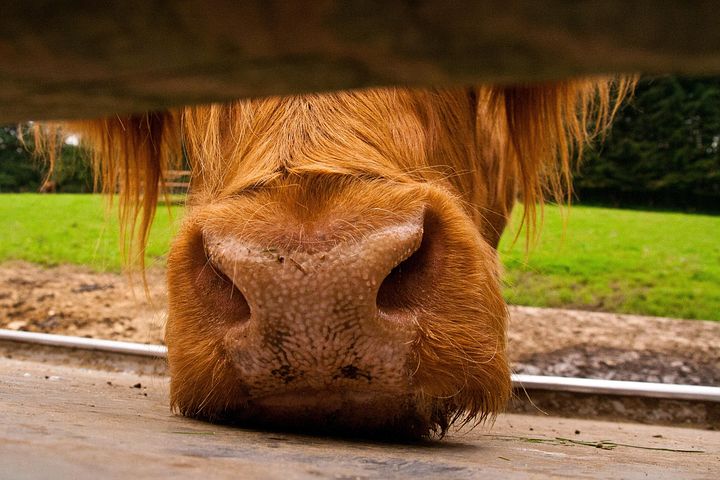 100+ Free Cow Snout & Cow Images - Pixabay