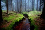 mati, forest, brook