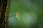 dandelion, tree, bark