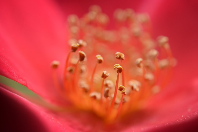 Free Rose Red photo and picture