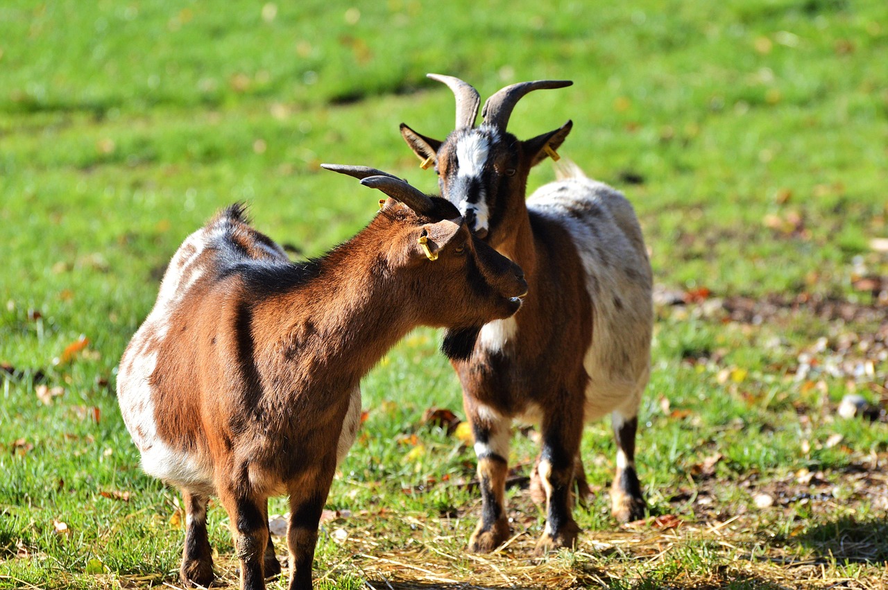 Kambing Peternakan Hewan Bandot - Foto gratis di Pixabay - Pixabay