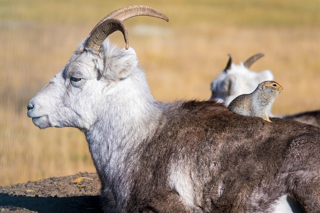 Free Goat Wildlife photo and picture