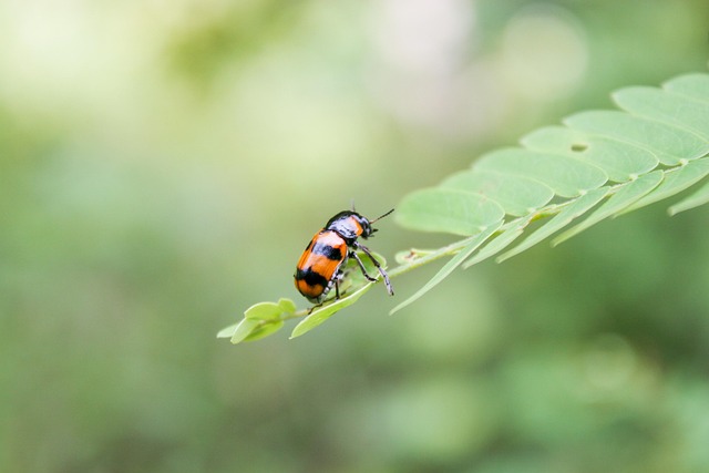 Free Bug Green photo and picture