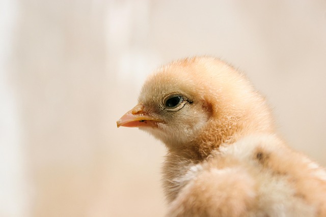 Free Chick Chicken photo and picture