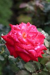 flower, rose, doi suthep