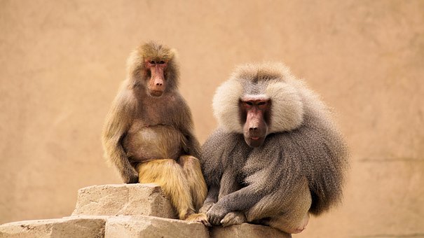 Free Monkeys Animals photo and picture