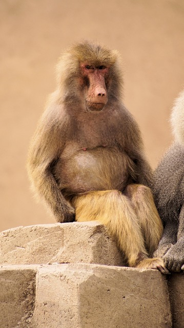Free Monkeys Animals photo and picture
