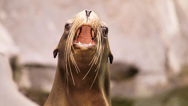 Free Sea Lion Animals photo and picture