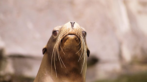 Free Sea Lion Animals photo and picture
