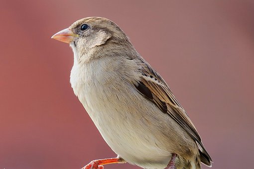 Spurv, Fugl, Sangfugl, Natur, Tæt Op