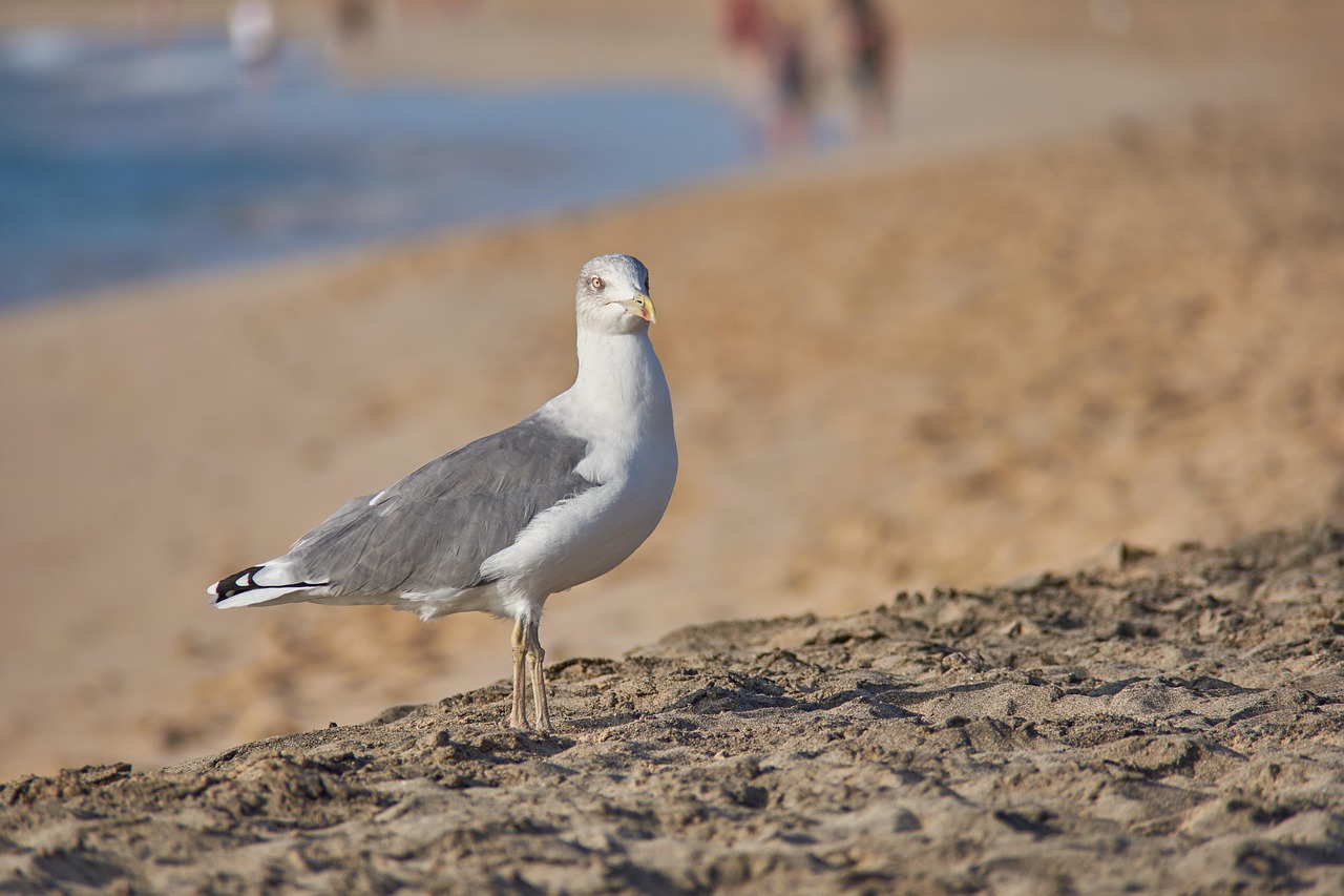 Mouette Plage Mer Photo Gratuite Sur Pixabay Mouette Plage Mer Photo Gratuite Sur Pixabay