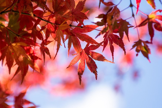 Maple Leaf Blue Sky - Free photo on Pixabay