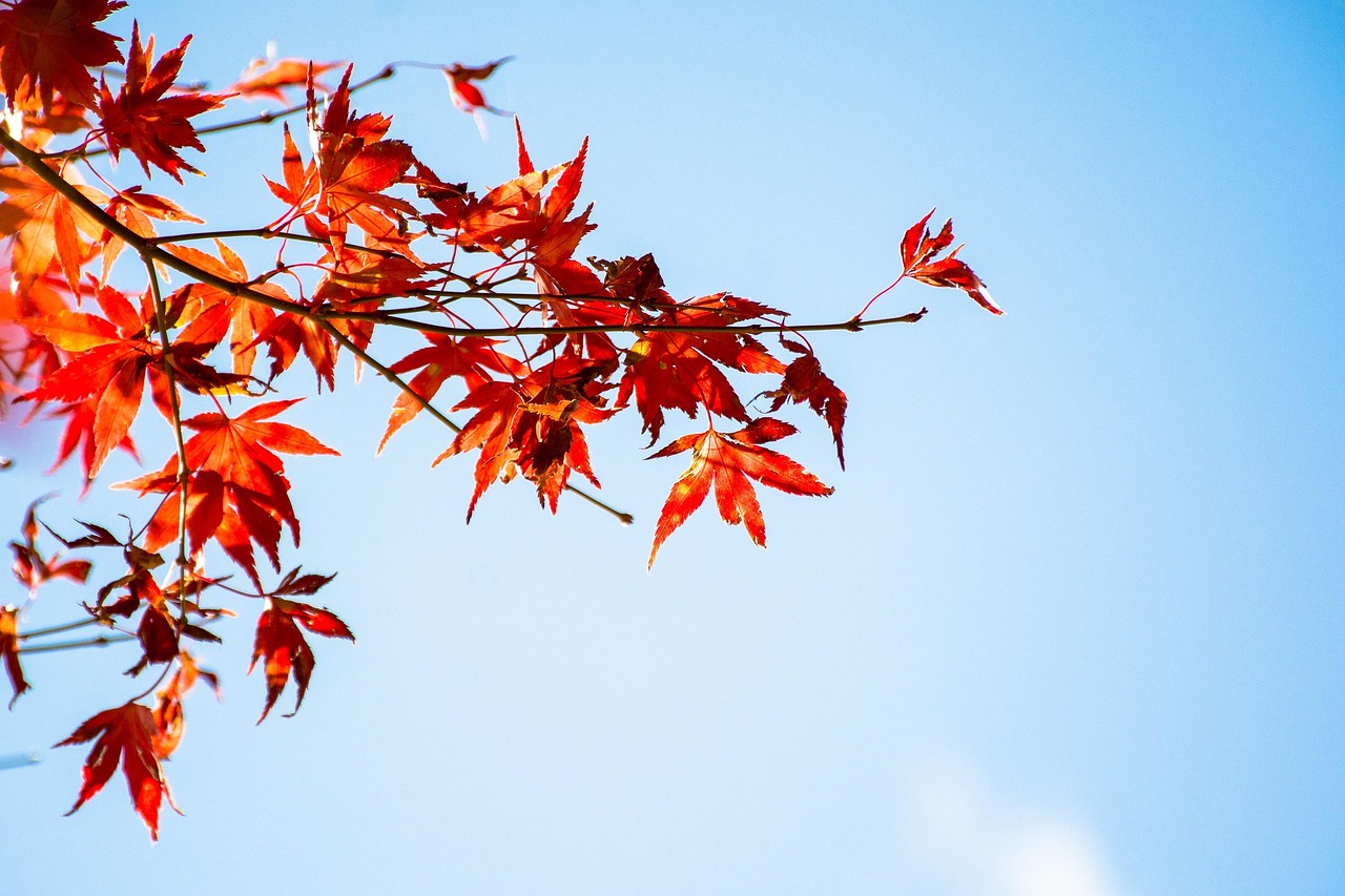 Maple Leaf Blue Sky - Free photo on Pixabay - Pixabay