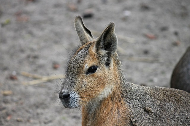Rabbit Head Ears - Free photo on Pixabay