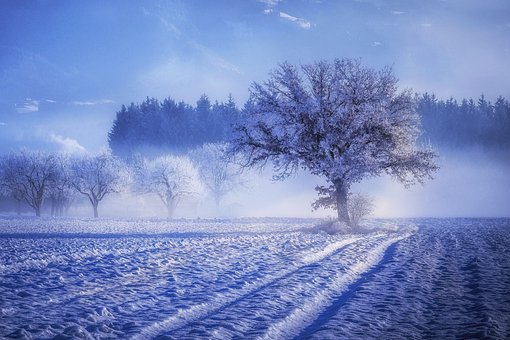 Free Tree Fog photo and picture