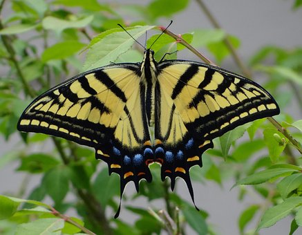 Yellow Monarch, Schmetterling, Monarch