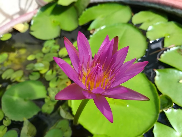 Free Flower Lotus photo and picture