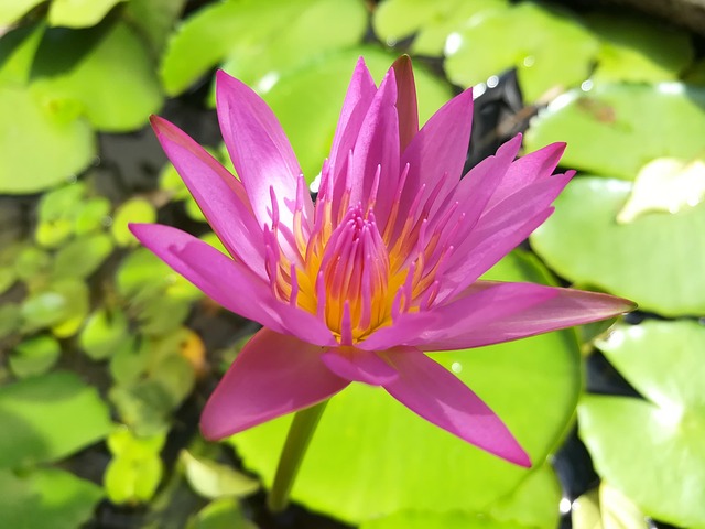 Free Lotus Lotus Basin photo and picture