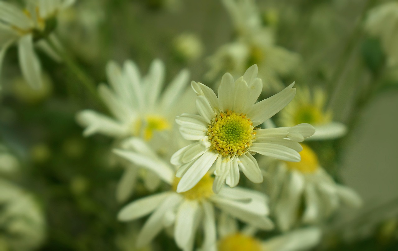 Chrysanthemums Flowering Season Free photo on Pixabay Pixabay