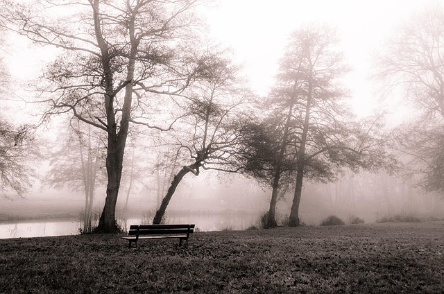 Free December Fog photo and picture