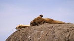 lion, food, animal