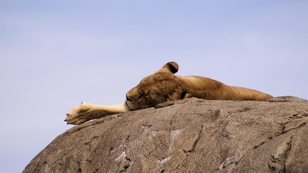 Free Lion Food photo and picture