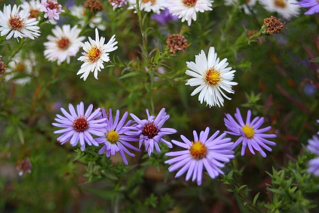Flores Silvestres, Cama De Flores