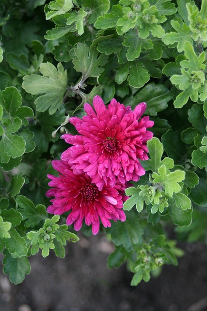 Flor Roja, Casa De Campo, Florecer