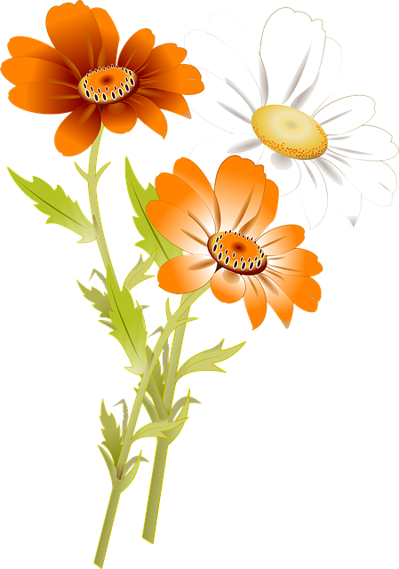 Free Flowers Daisy illustration and picture