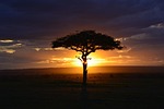 africa, sunset, safari
