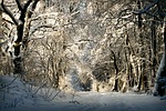 winter, wintry, snow