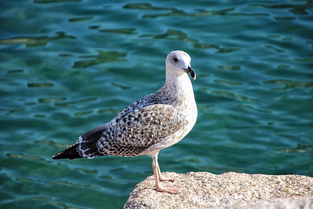 Free Seagull Bird photo and picture