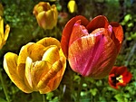 tulips, flowers, garden