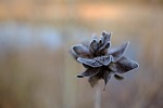 winter, frost, winter landscape