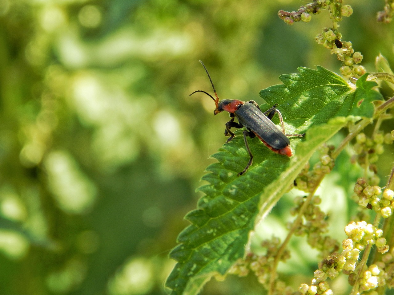 Insect Blade - Free photo on Pixabay - Pixabay