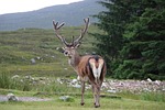 scotland, glencoe, stag