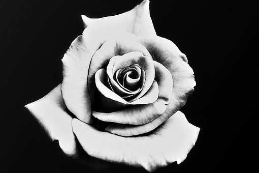 Rose, Sort Og Hvid, Hvid, Sort, Blomst