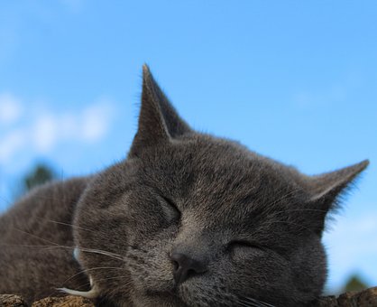 Free Cat Sleeping photo and picture