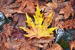 autumn, season, nature
