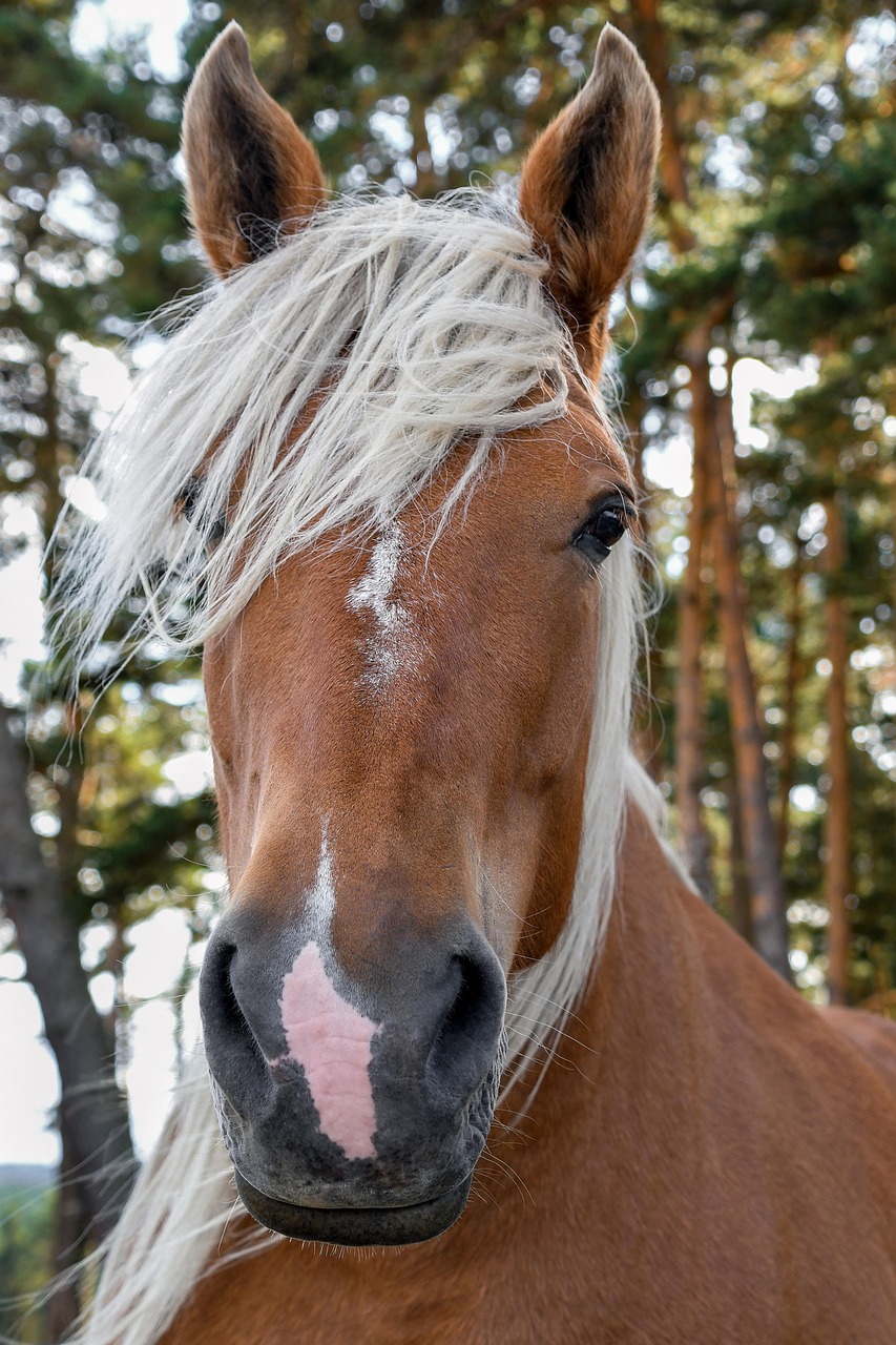 A Workhorse Portrait Head Free photo on Pixabay Pixabay