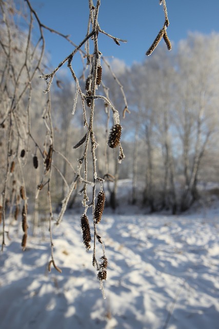 Forest, Winter, Rusland, Winterbos
