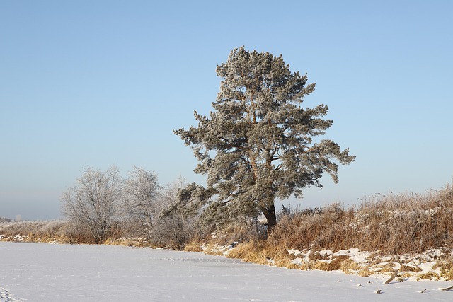 Pine, Natuur, Rusland, Rivier, Naaldboom