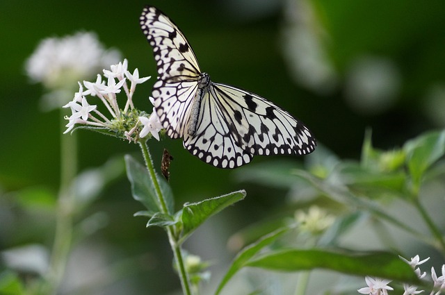 Free Butterfly Flower photo and picture