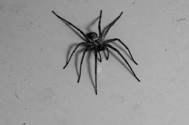 Free Spider Black White photo and picture