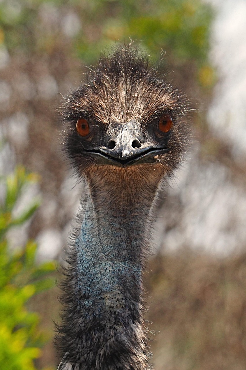 Free Emu Inquisitive photo and picture