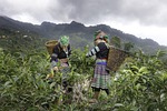 tea picking, the papoose, women
