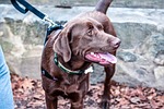 dog, outdoors, pet