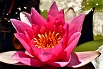 water lily, plant, aquatic plant