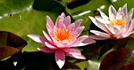 water lily, plant, aquatic plant